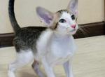 Belissimo - Oriental Cat For Sale - Pembroke Pines&comma; FL&comma; US