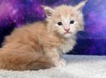 Simba - Maine Coon Kitten For Sale - WA&comma; US