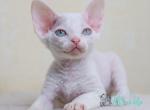 Belka - Devon Rex Cat For Sale - Norwalk&comma; CT&comma; US