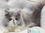 Azalea - Persian Cat For Sale - Pembroke Pines&comma; FL&comma; US