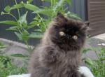 Liberty - Persian Kitten For Sale - Pembroke Pines&comma; FL&comma; US
