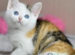 Zabava - Minskin Cat For Sale - Pembroke Pines&comma; FL&comma; US