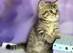 Vanilla - Munchkin Cat For Sale - Pembroke Pines&comma; FL&comma; US