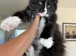 Zava - Maine Coon Cat For Sale - Clinton&comma; AR&comma; US