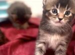 Melissa - Maine Coon Cat For Sale - East Taunton&comma; MA&comma; US