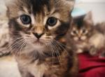 Barbara - Maine Coon Cat For Sale - East Taunton&comma; MA&comma; US