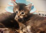 Kerrie - Maine Coon Cat For Sale - East Taunton&comma; MA&comma; US