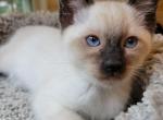 seal point siamese boy - Siamese Kitten For Sale - Wayland&comma; MA&comma; US