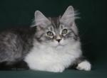 ATHOS LYUMUR - Siberian Cat For Sale - NY&comma; US