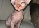 Sphynx kitten male - Sphynx Cat For Sale - Miami&comma; FL&comma; US