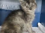 Millie 1 - Maine Coon Cat For Sale - Cameron&comma; MO&comma; US