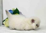 Tonya blue eyed munchkin short legs blue point - Munchkin Cat For Sale - TX&comma; US