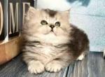 Ravelle munchkin short legs longhair silver ticked - Munchkin Cat For Sale - TX&comma; US