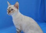 Rocky - Bengal Cat For Sale - Norwalk&comma; CT&comma; US