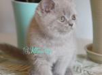 Jewel - British Shorthair Cat For Sale - Norwalk&comma; CT&comma; US