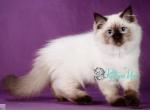 Janna - Siberian Cat For Sale - Pembroke Pines&comma; FL&comma; US