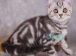 Oliver - Scottish Straight Cat For Sale - Pembroke Pines&comma; FL&comma; US