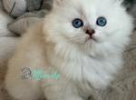 Nala - Scottish Straight Cat For Sale - Pembroke Pines&comma; FL&comma; US