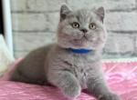 Bingo - British Shorthair Cat For Sale - Grayslake&comma; IL&comma; US