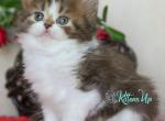 Vanilla&Choco - Scottish Straight Kitten For Sale - Pembroke Pines&comma; FL&comma; US