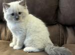Skye - Ragdoll Cat For Sale - Denver&comma; PA&comma; US