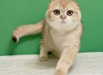 Kent ny11 - Scottish Fold Cat For Sale - Cathlamet&comma; WA&comma; US