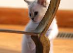 Abigail - Munchkin Cat For Sale - Park City&comma; KS&comma; US