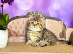 Cheetah cub Selena munchkin brown tabby short legs - Munchkin Cat For Sale - TX&comma; US