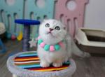 Arisha silver shaded Scottish kilt munchkin fold - Munchkin Cat For Sale - TX&comma; US