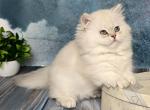 Oliv - Munchkin Cat For Sale - Pembroke Pines&comma; FL&comma; US