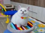 White angel Adeline blue eyed munchkin short legs - Munchkin Cat For Sale - TX&comma; US