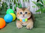 Barbie black golden ticked munchkin short legs - Munchkin Cat For Sale - TX&comma; US