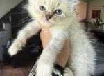 Seal lynx female - Ragdoll Kitten For Sale - Butler&comma; PA&comma; US