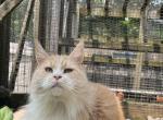 Andraste Red Silver Maine Coon - Maine Coon Cat For Sale/Retired Breeding - NY&comma; US