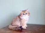 Viva - British Shorthair Cat For Sale - Staten Island&comma; NY&comma; US