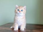 Peanut - British Shorthair Cat For Sale - Staten Island&comma; NY&comma; US