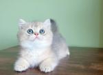 Coconut - British Shorthair Cat For Sale - Staten Island&comma; NY&comma; US