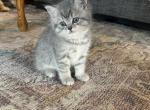 Lavender - Scottish Straight Kitten For Sale - Palatine&comma; IL&comma; US