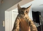 George - Maine Coon Cat For Sale - Hollywood&comma; FL&comma; US