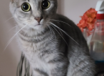 Ivy - Domestic Cat For Sale - Glassboro&comma; NJ&comma; US