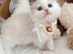 Coco - Ragdoll Kitten For Sale - Riverside&comma; CA&comma; US