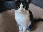 Scooter - Domestic Cat For Sale - Glassboro&comma; NJ&comma; US