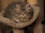 Playful CFA Registered Silver Shaded Persian - Persian Cat For Sale - Perry&comma; FL&comma; US