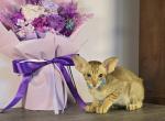 Ashly - Oriental Cat For Sale - Mundelein&comma; IL&comma; US