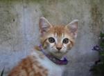 Eiffel - Domestic Cat For Sale - Barto&comma; PA&comma; US