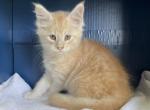 Trixie 2 - Maine Coon Cat For Sale - Cameron&comma; MO&comma; US