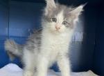 Trixie 3 - Maine Coon Cat For Sale - Cameron&comma; MO&comma; US