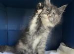 Trixie 5 - Maine Coon Cat For Sale - Cameron&comma; MO&comma; US