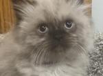 Purple collar - Himalayan Cat For Sale - Dover&comma; NH&comma; US