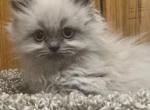 Blue point female - Himalayan Cat For Sale - Dover&comma; NH&comma; US